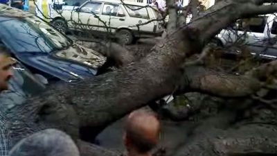 Giresun Millet Bahçesi önündeki asırlık yaban kestanesi ağacı olduğu yerde