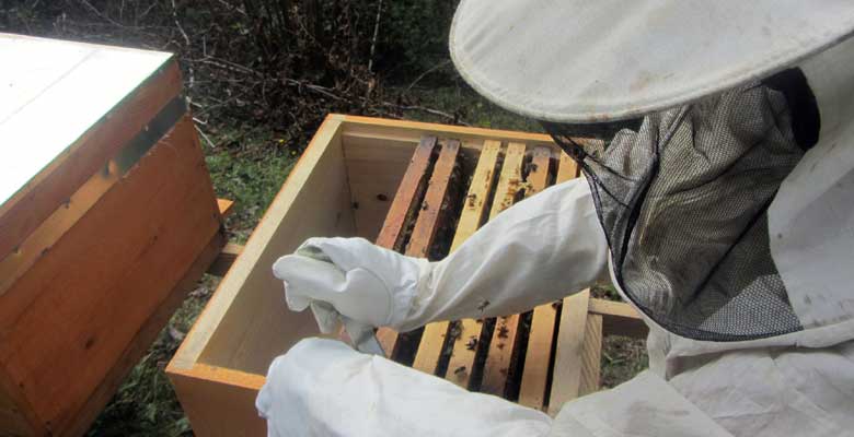 Giresun Arı Yetiştiricileri Birliği Başkanı Kubilay Elevli, kışın yaşanan arı