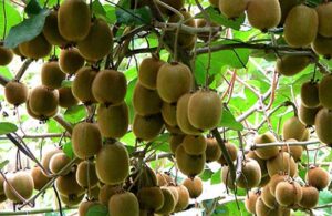 Ordu’da kivi üreticileri bu yıl zor bir sezon geçiriyor. Nisan