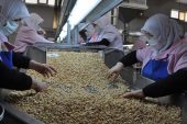 Türk fındığına uygulanan aflatoksin kontrolleri kaldırıldı