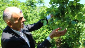 Giresun Ziraat Odası Başkanı Nurittin Karan, 2025 yılı fındık sezonuna