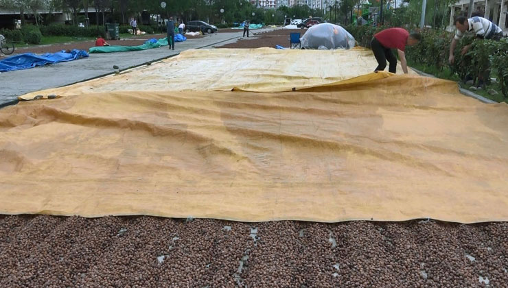 Yağışlar fındık üreticilerini olumsuz etkiliyor Karadeniz’de bir süredir devam eden yağışlı hava nedeniyle fındığını kurutmakta