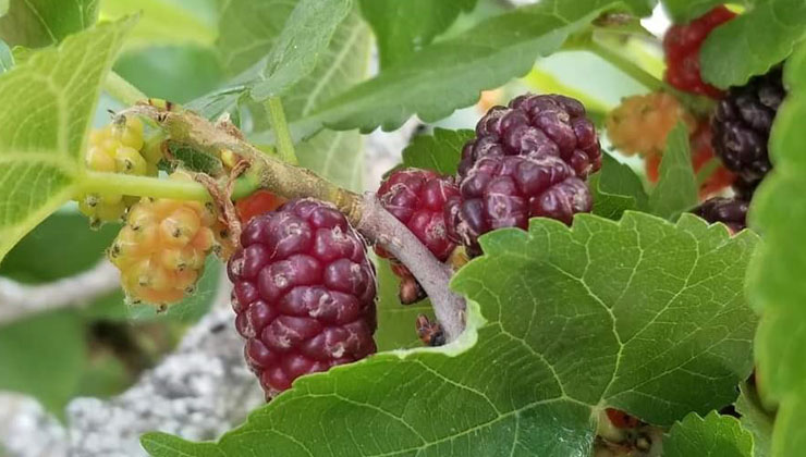 İl Tarım ve Orman Müdürlüğü tarafından yürütülen ve DOKAP tarafından