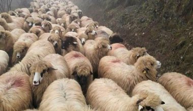 Anaç koyun ve keçi desteklemesi müracaatları başladı