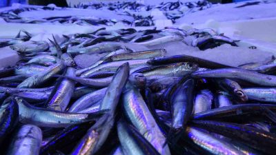 Geçtiğimiz hafta balıkçı teknelerinin kendi aralarında aldığı kararla iki gün