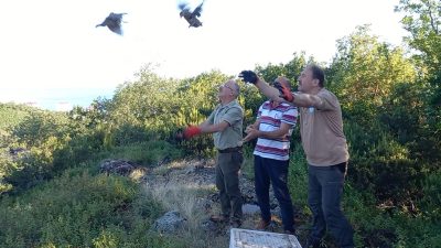 Trabzon’da 2 yılda 2 bin 50 adet sülün doğaya bırakıldı.