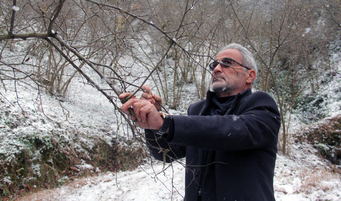 Fındık üreticisi kar yağışını bekliyor Kar yağışı yüksek kesimlerdeki fındık üreticilerini sevindirirken, sahil kesimindeki üreticiler