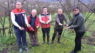 Giresun'un fındık bahçelerinde kış aylarında etkili olan kozalak akarıyla mücadele