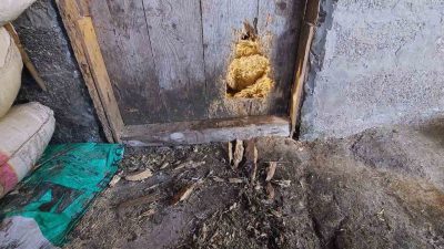 TRABZON'UN ARAKLI İLÇESİNDE AHIRA GİREN KURT 10 KOYUNU TELEF ETTİ.