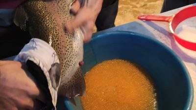 Giresun ilindeki su ürünleri yetiştiricileri, alabalık üretimi için sağım faaliyetlerine