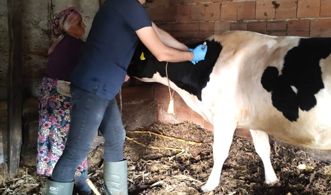 Giresun’da 2023 yılı hayvan sağlığına yönelik aşılama çalışmaları başarıyla sonuçlandı.