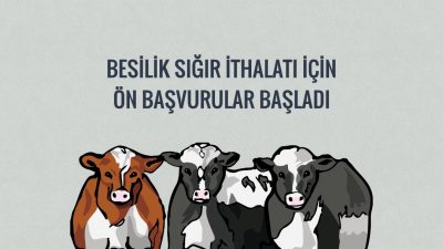 2024 yılında planlanan 600.000 baş besilik erkek sığırın fiili ithalatı
