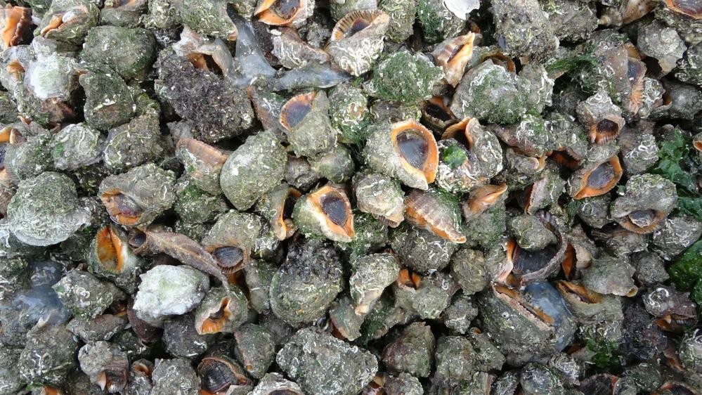 TÜRKİYE’DEN 2 YILDA YAPILAN DENİZ SALYANGOZU İHRACATINDAN 41 MİLYON 417