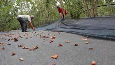 Fındık üreticilerinin yararlanacak olduğu yüzde 50 hibe destekli kırsal kalkınma