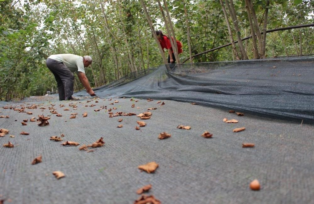 Fındık üreticilerinin yararlanacak olduğu yüzde 50 hibe destekli kırsal kalkınma