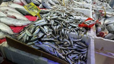 SAMSUN’DA HAVALARIN SOĞUMASIYLA BALIĞA OLAN İLGİ ARTTI. BOYUTUNUN KÜÇÜK OLMASINDAN