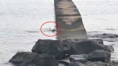 SAMSUN'UN ATAKUM İLÇESİNDE DENİZDE NESLİ TÜKENMEKTE OLAN SU SAMURU GÖRÜLDÜ.