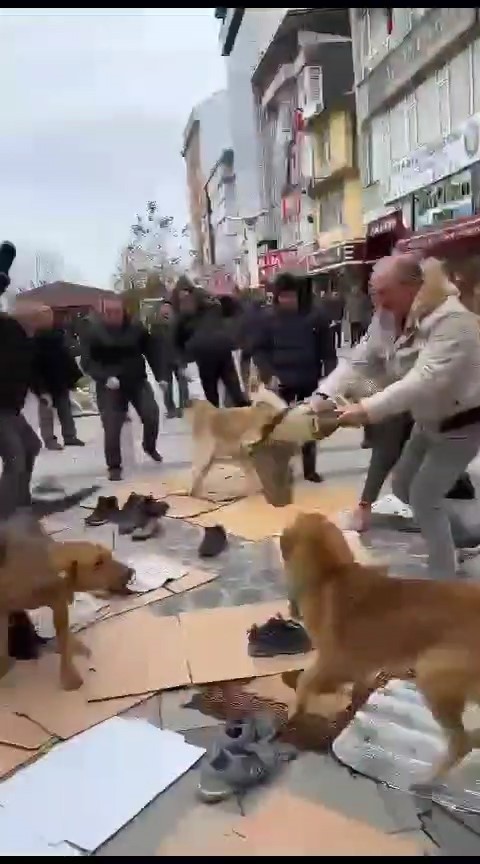 Kavga Eden Başıboş Köpekler Cuma Cemaati̇ni̇n Arasına Daldı