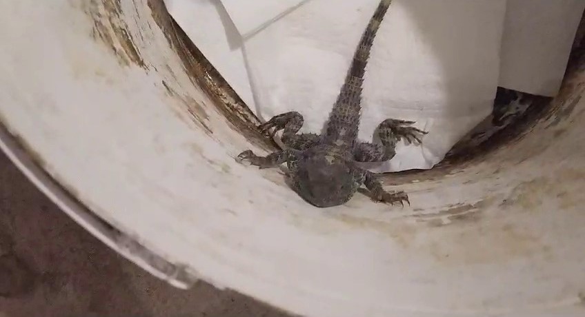 SİVAS’TA BİR VATANDAŞ DONMAK ÜZEREYKEN BULDUĞU DİKENLİ KELERİ HAYATA DÖNDÜRDÜ.