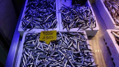 KARADENİZ’DE BU SEZON ÖZELLİKLE GEÇEN SENE BOL MİKTARDA AVLANAN HAMSİ