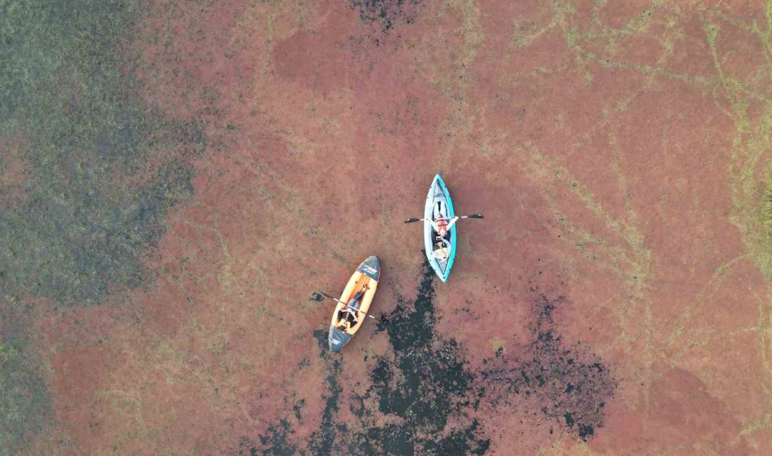 Kızıla Bürünen Kızılırmak Deltası Tablo Gi̇bi̇ SU EĞRELTİ OTU OLAN ‘AZOLLA FİLİCULOİDES’ İLE KAPLANAN UNESCO GEÇİCİ