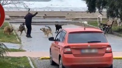 SAMSUN'UN ATAKUM İLÇE SAHİLİNDE YÜRÜYÜŞ YAPAN BİR VATANDAŞA KÖPEKLERİN SALDIRMA