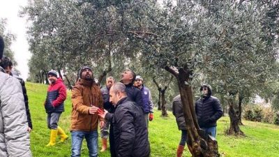 SAMSUN İL TARIM VE ORMAN MÜDÜRLÜĞÜ'NCE HAZIRLANAN  ‘ZEYTİN YETİŞTİRİCİLİĞİNİ