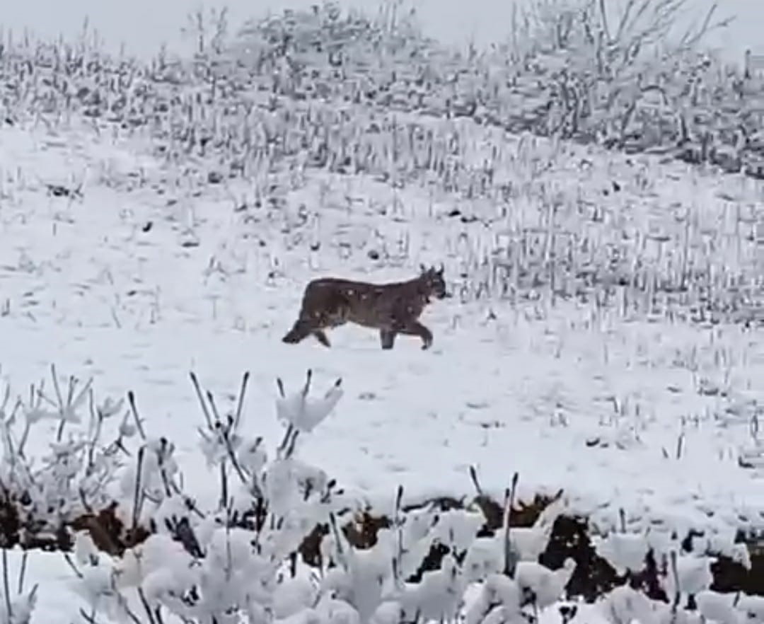Trabzon’un Of ilçesi kırsalında etkili olan kar yağışı sonrasında yörede