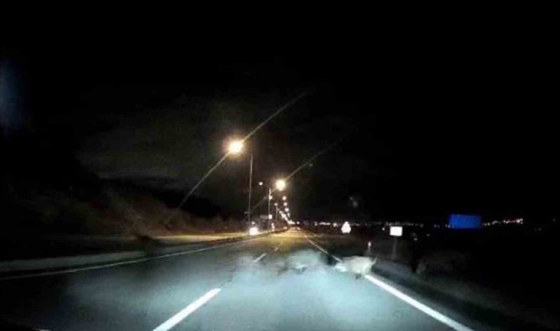 SİVAS’TA SEYİR HALİNDEKİ ARAÇ ÖNÜNE ÇIKAN DOMUZ SÜRÜSÜNE ÇARPTI.