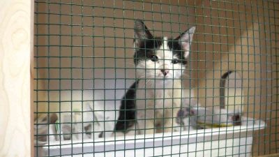 ORTAHİSAR BELEDİYESİ VETERİNER İŞLERİ MÜDÜRÜ LÜTFİ AYDIN, 10 YILDA 14