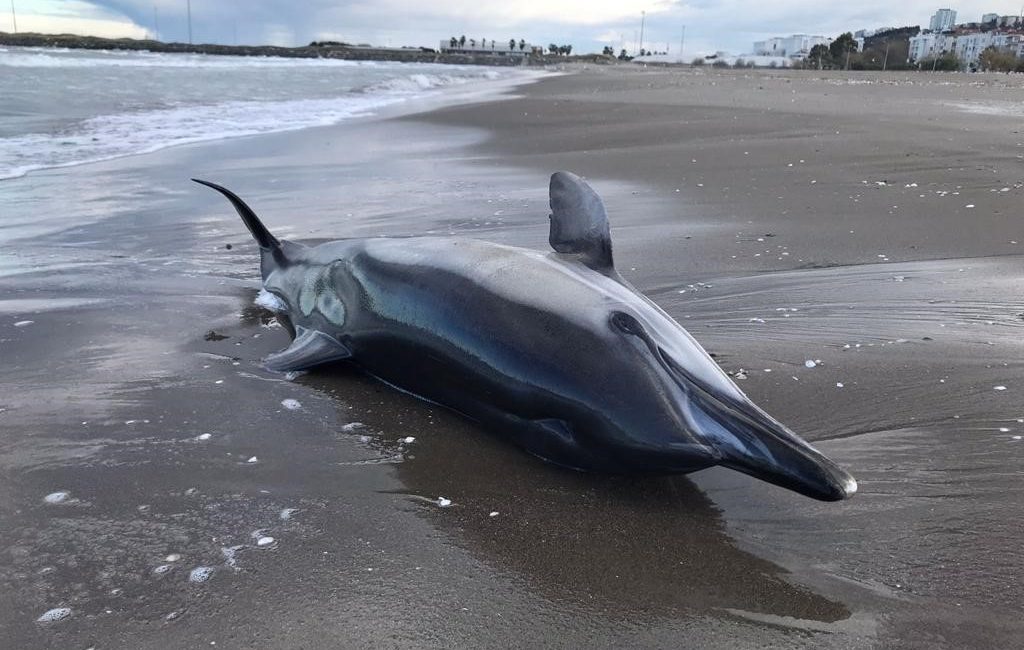 SAMSUN'UN ATAKUM İLÇESİNDE SAHİLE ÖLÜ YUNUS VURDU.