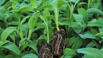 BÜYÜKŞEHİR BELEDİYESİ, KENTTE TARIMIN GELİŞMESİ VE TARIMSAL ÜRETİMİN ARTIRILMASI İÇİN