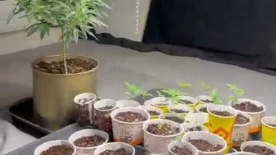 SAMSUN’DA POLİS EKİPLERİ TARAFINDAN UYUŞTURUCU İLE MÜCADELE ÇERÇEVESİNDE YÜRÜTÜLEN ÇALIŞMALARDA,