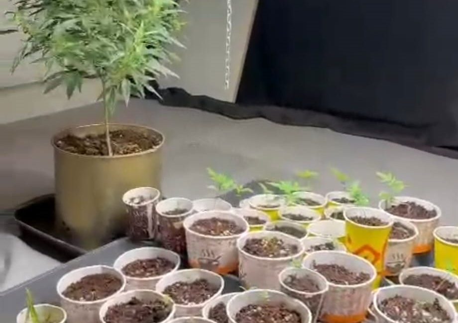 SAMSUN’DA POLİS EKİPLERİ TARAFINDAN UYUŞTURUCU İLE MÜCADELE ÇERÇEVESİNDE YÜRÜTÜLEN ÇALIŞMALARDA,