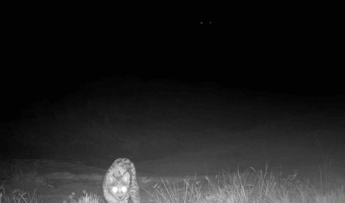 Sivas’ta yaban hayatı fotoğrafçısı Mustafa Aslan tarafından bir aylık bir