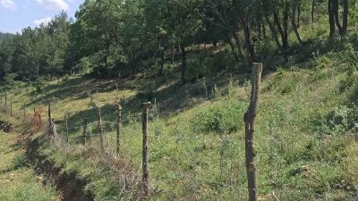 Samsun İl Tarım ve Orman Müdürü İbrahim Sağlam, “Samsun’da bugün