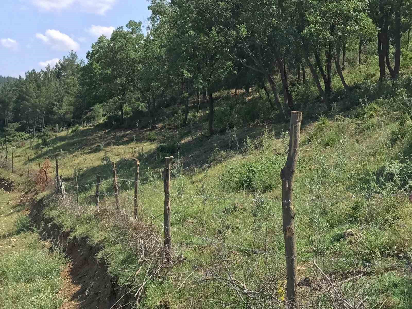 Samsun İl Tarım ve Orman Müdürü İbrahim Sağlam, “Samsun’da bugün