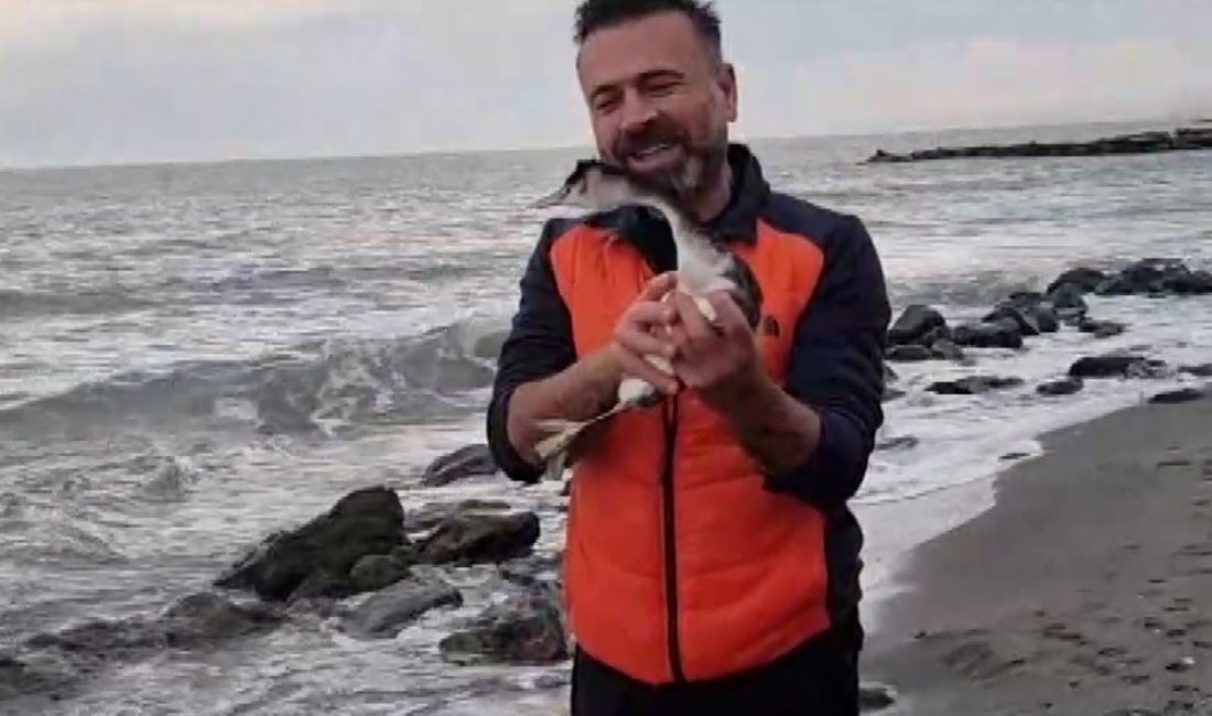 KARADENİZ'DE YÜZEN KARABATAĞI BİR KÖPEK DAKİKALARCA SUDA YÜZEREK KOVALADI. SONUNDA