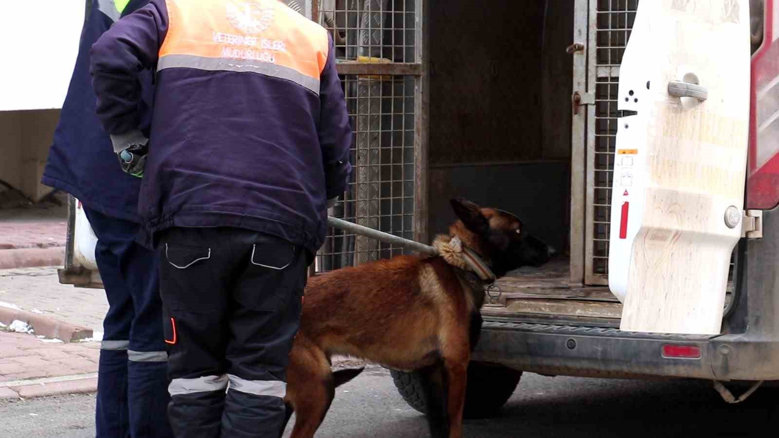 Köpek dehşeti! 2’si çocuk 4 kişiyi yaraladı