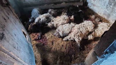 İlçede son bir ay içerisinde toplam 52 adet küçükbaş hayvan