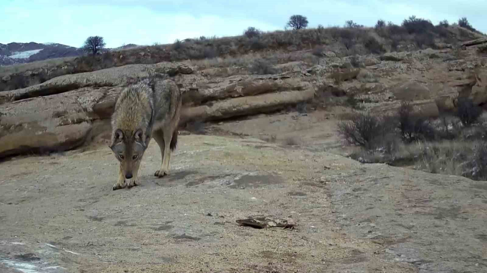 Sivaslı yaban hayatı fotoğrafçısı, İç Anadolu Bölgesi’nde ’canavar’ olarak adlandırılan