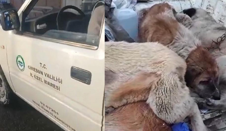 Giresun'da sokak köpeklerine kötü muamele iddiası!
