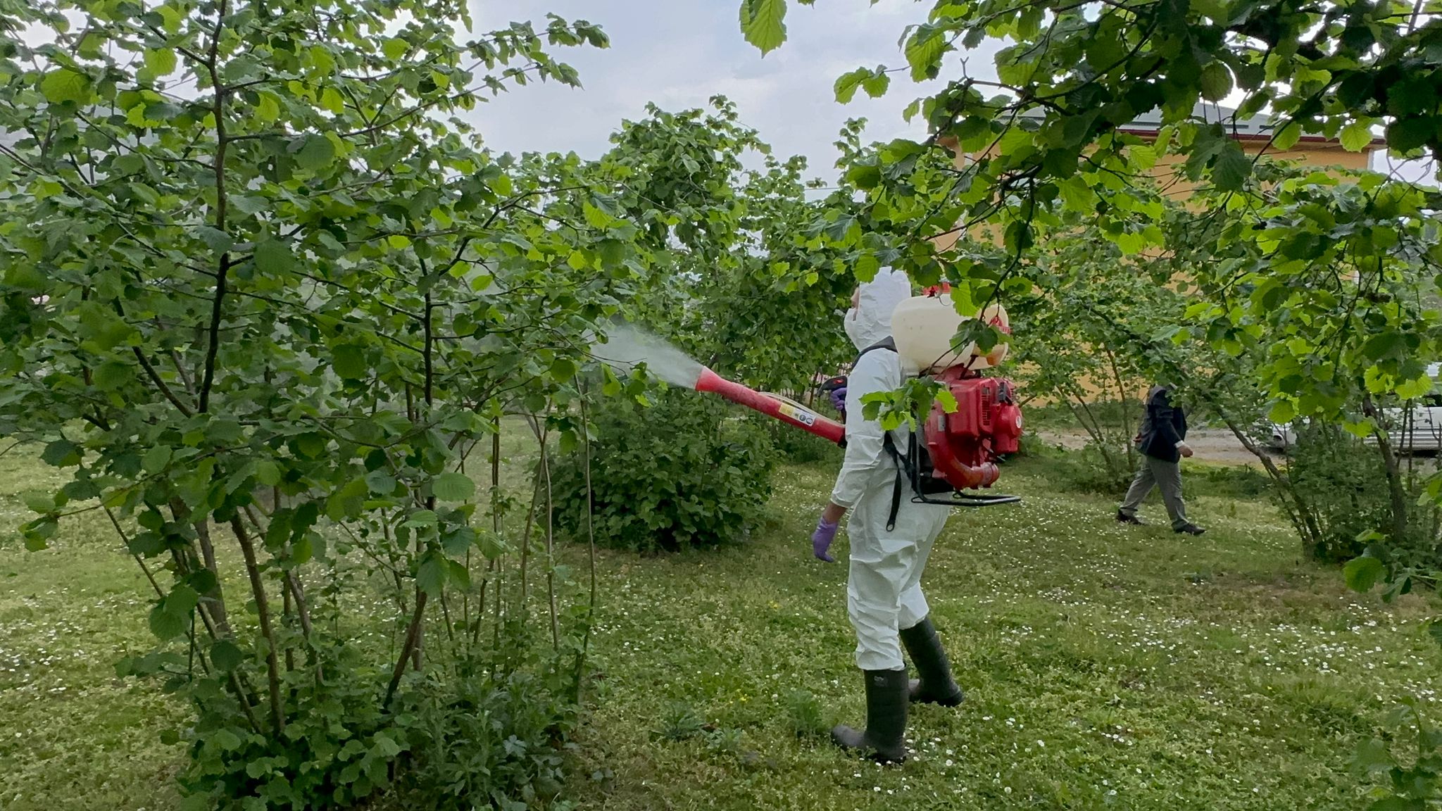 Giresun Kahverengi Kokarca seferberliği