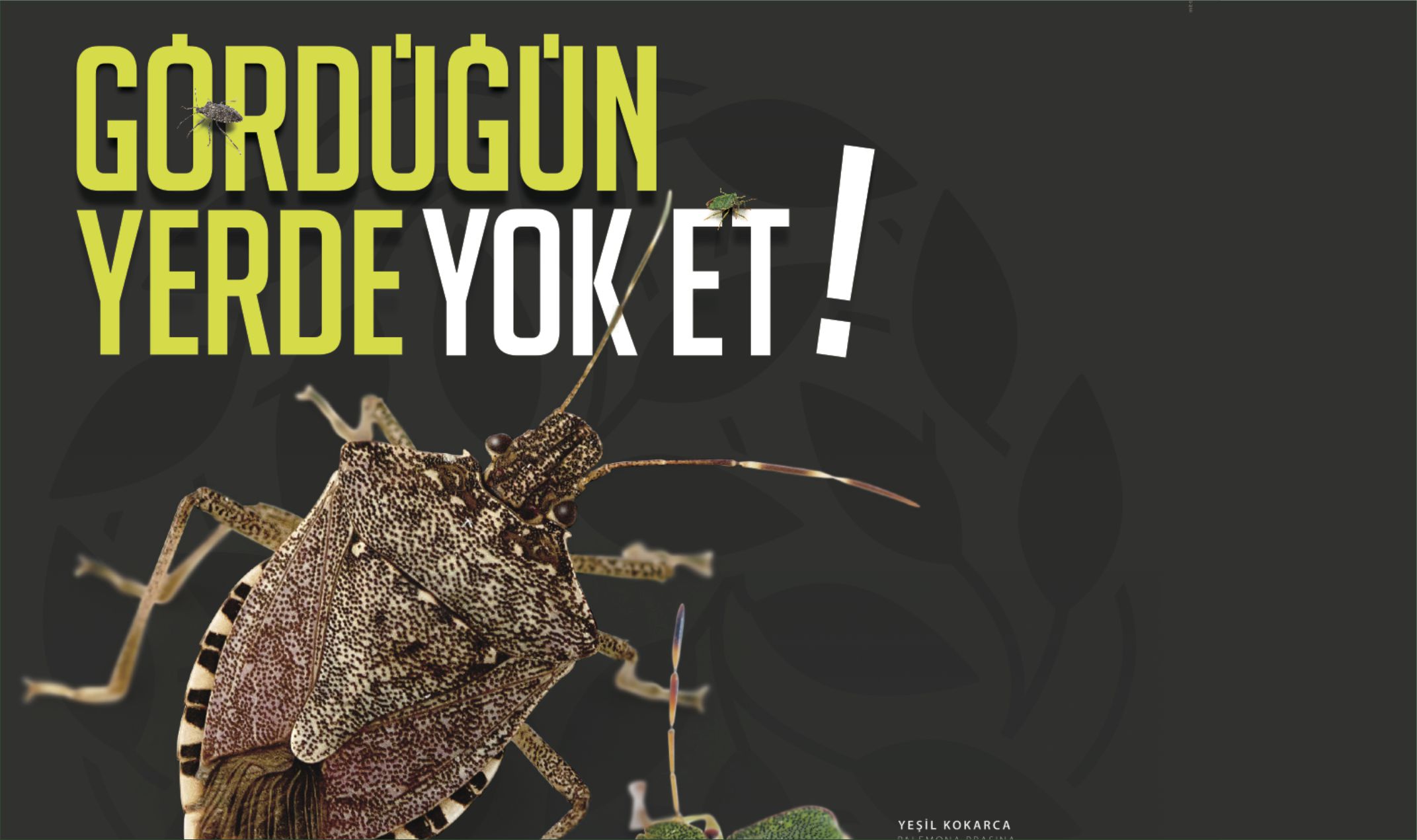 Kahverengi Kokarca mücadelesi için milletvekillerine mektup gönderdiler