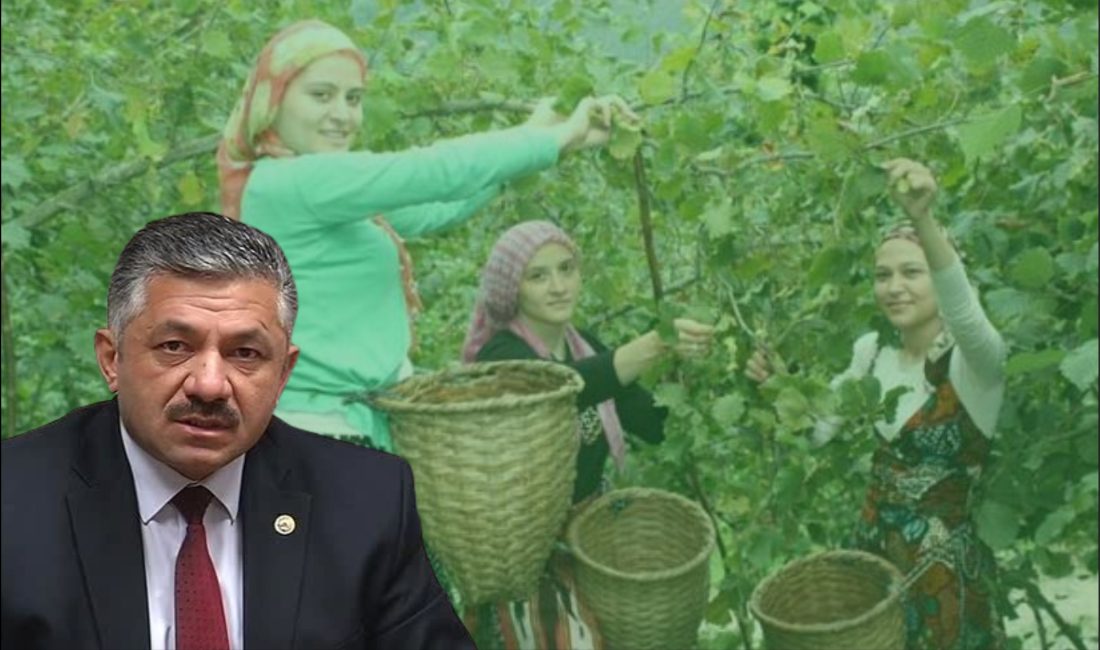 Fındık İşçisi Yevmiyeleri Temmuz’da Açıklanacak Türkiye Ziraat Odaları Birliği Yönetim Kurulu Üyesi Arslan Soydan, 2024