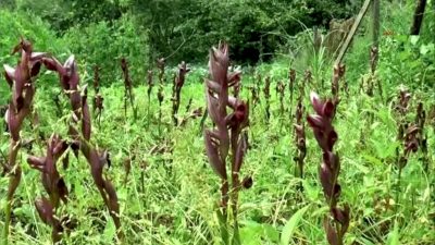 İçerdiği vitaminler sayesinde tam bir vücut koruyucu olan salep, bu