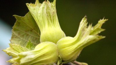 Giresun'da 2024 yılı fındık hasat sezonu için işçi yevmiyeleri ve