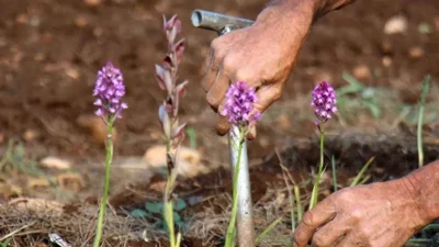 Son yıllarda tarım sektöründe adından sıkça söz ettiren salep, fındık