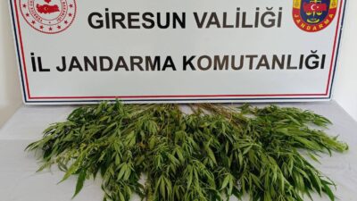 Giresun İl Jandarma Komutanlığı ekipleri, uyuşturucu madde ile mücadele kapsamında