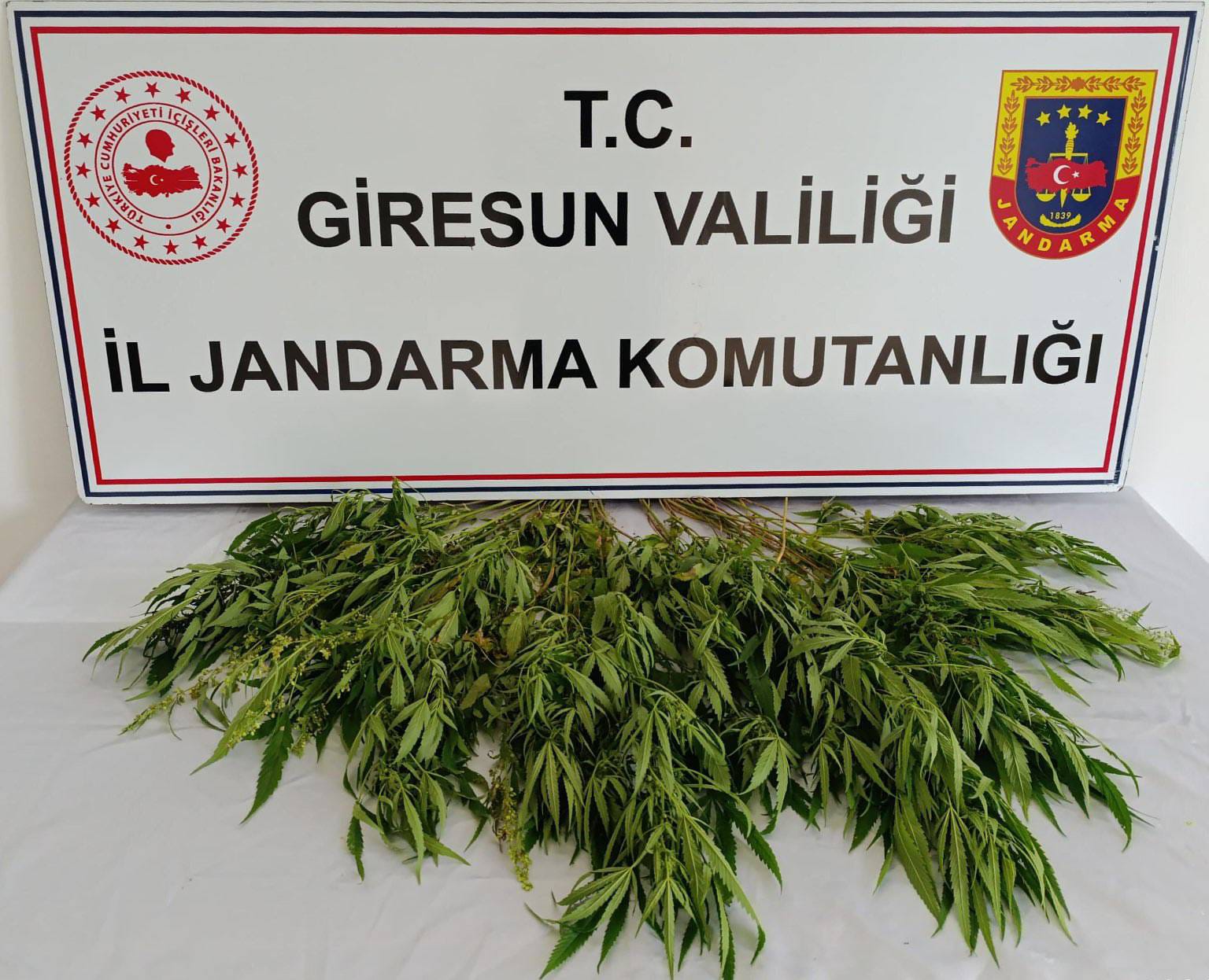 Giresun’da Uyuşturucu Operasyonu: 45 Kök Kenevir Ele Geçirildi